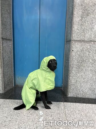 ▲。（圖／有點毛毛的/Dory來了）