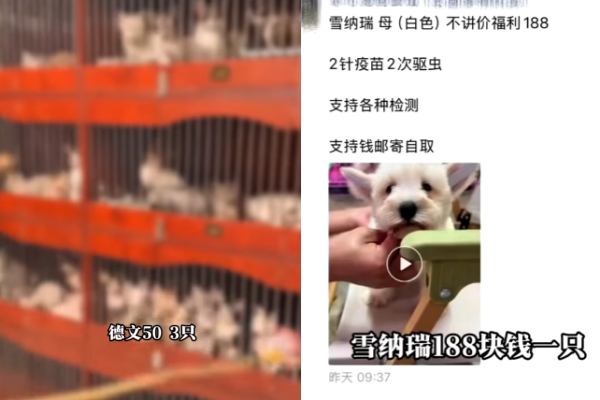 ▲▼網紅曝「中國殘忍繁殖場」震驚全網。（圖／翻攝自陸抖）