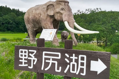收藏4萬年前納瑪象化石!長野冰河時代博物館 1比1模型重現當年