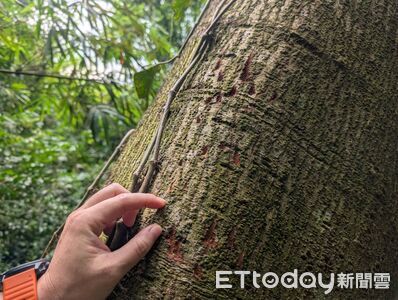 驚見爪痕、排遺！台灣黑熊屏東三地門安坡村現蹤　至少2隻出沒