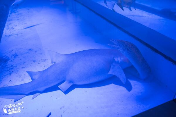 ▲▼八斗子海鮮餐廳打造夢幻大水槽，邊賞魚群邊享海鮮盛宴。（圖／《滿分的旅遊札記》授權提供）