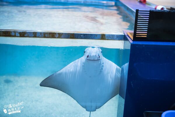 ▲▼八斗子海鮮餐廳打造夢幻大水槽，邊賞魚群邊享海鮮盛宴。（圖／《滿分的旅遊札記》授權提供）