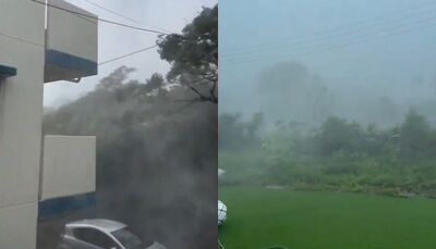 白海豚「狂風暴雨」襲沖繩畫面曝! 電線扯斷、10m大樹連根拔起