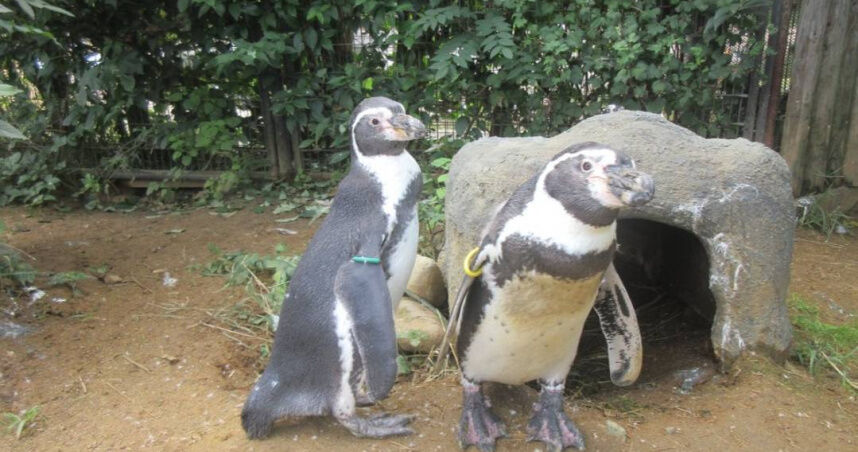 仙台動物園4隻企鵝11天內接連死亡　園方證實感染「鳥類瘧疾」