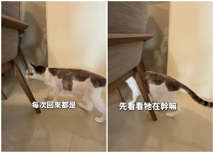 ▲▼牙醫張元瀚猝逝，愛貓暴瘦病情急轉直下，3個月後成小天使。（圖／牙醫師葉映彤提供，請勿隨意翻拍，以免侵權。）