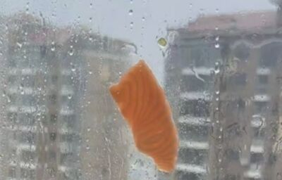 白海豚奇觀！狂風把「海鮮」吹上窗　活章魚趴玻璃、生魚片湊「熱鬧」