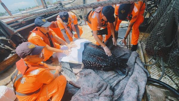 ▲高雄漁船誤捕155公分瀕危革龜，海巡動用魚市場吊臂接力救援送往海生館照護。（圖／翻攝自Facebook／海巡署南部分署-南部海巡瘋開講）