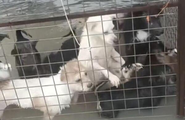 白海豚強降雨灌進流浪動物基地　逾千毛孩們泡水裡...不敢放出籠