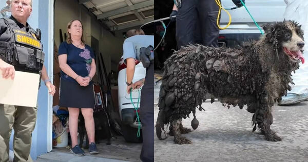 嚴重動物虐待！邊境牧羊犬全身毛變黑結塊　「滿屋糞尿」環境惡劣