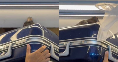 搭霸王車！JR急停抓鳥　乘客全看傻：鴿子節也不許逃票