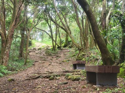 竹縣「飛鳳山步道」完工　可遠眺101