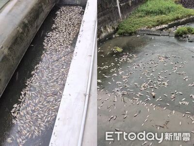 才清完「5噸魚屍地獄」高雄後勁溪又成死魚溪 恐怖畫面曝光