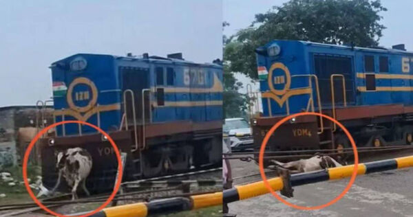 遭火車高速猛撞！印度神牛下秒「滿血復活」散步走開　奇蹟畫面瘋傳