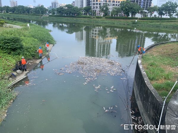 ▲▼ 後勁溪死魚又來了！環保局抓到「5餐廳」排黃濁油水　最重罰10萬。（圖／記者賴文萱翻攝）
