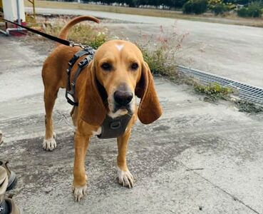 戰功彪炳！「足跡追蹤犬」巴薩遭毒蛇咬傷離世　曾搜救林葉亭失智父