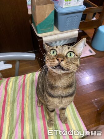 ▲。（圖／Threads@bridge.yu提供，請勿隨意翻拍，以免侵權。）