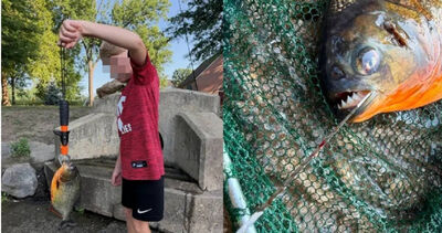 以為是鱸魚!美8歲童釣魚驚見滿嘴利齒 真面目是食人魚
