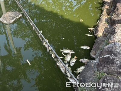 羅東夜市旁公園魚群「翻肚發臭」蒼蠅亂飛 公所緊急處理