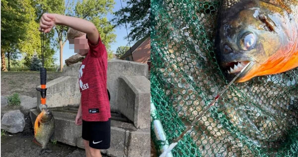 8歲男童湖邊釣到「食人魚」滿嘴利齒　當局揭恐怖真相