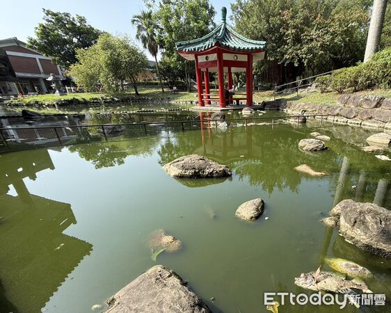 ▲▼羅東鎮長吳秋齡視察羅東夜市旁中山公園水池魚群暴斃。（圖／記者游芳男翻攝，下同）