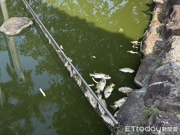 ▲▼羅東鎮長吳秋齡視察羅東夜市旁中山公園水池魚群暴斃。（圖／記者游芳男翻攝，下同）