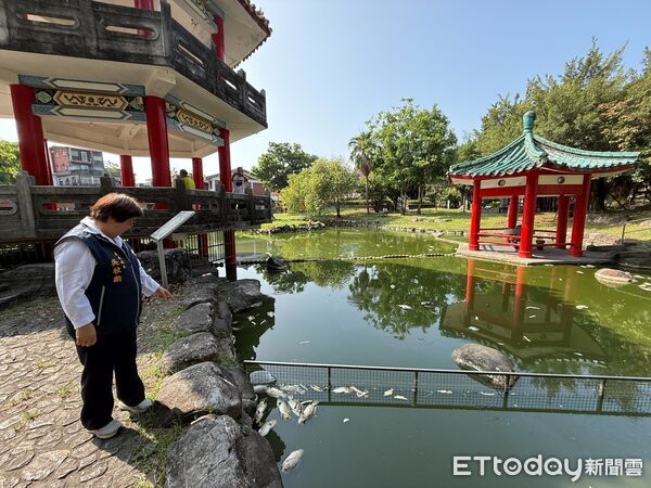 ▲▼羅東鎮長吳秋齡視察羅東夜市旁中山公園水池魚群暴斃。（圖／記者游芳男翻攝，下同）