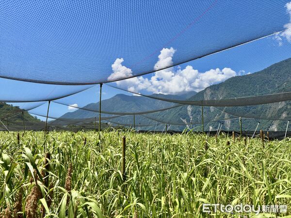 ▲小米重回土地與餐桌，布農保種行動啟動村校共學。（圖／玉山國家公園管理處提供）
