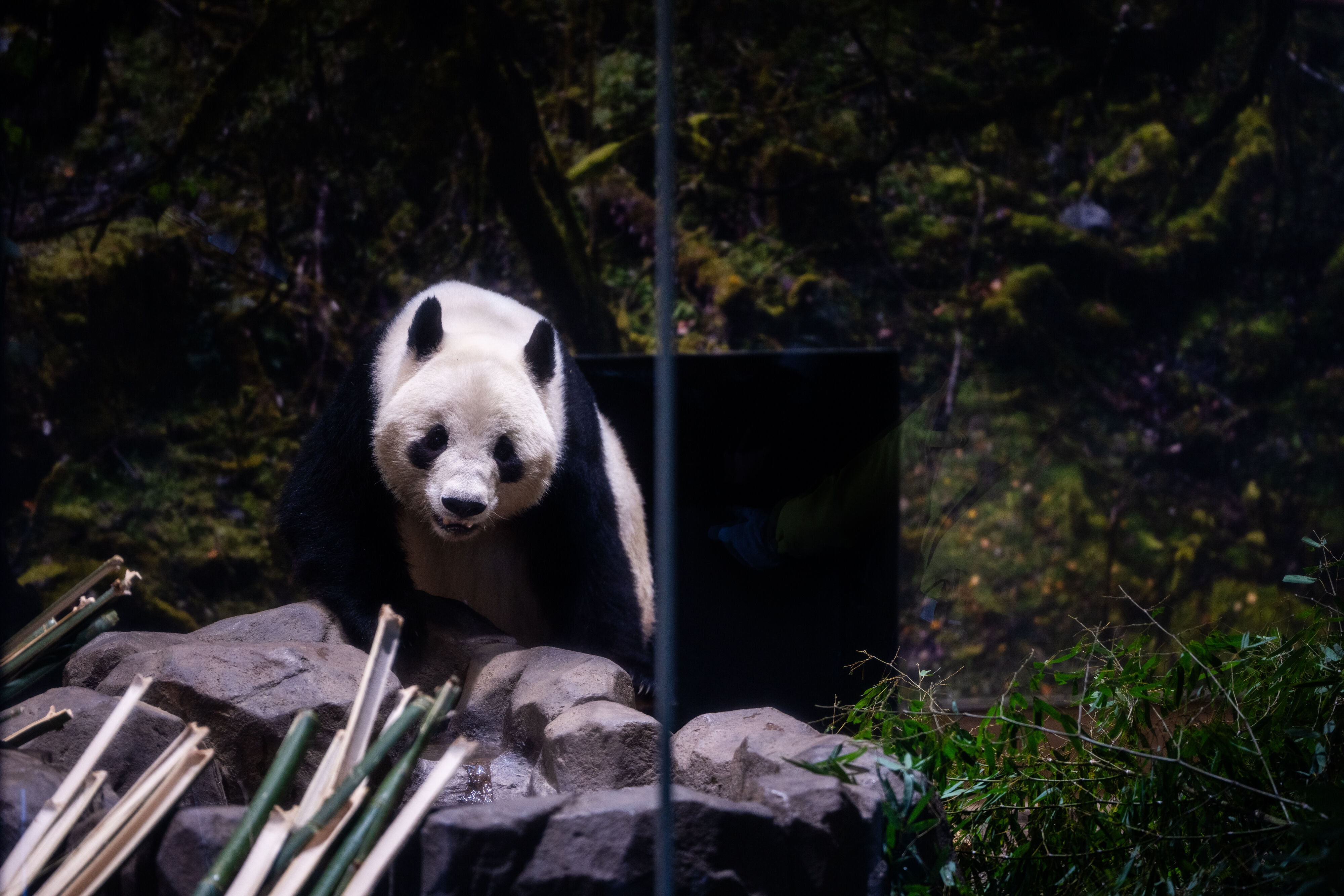 ▲▼2026年1月25日,東京上野動物園在送返中國前一天開放民眾參觀。(圖/達志影像/美聯社)
