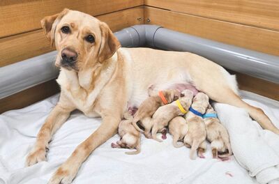 惠光導盲犬Syan喜獲6寶寶　為開路天使徵寄養家庭