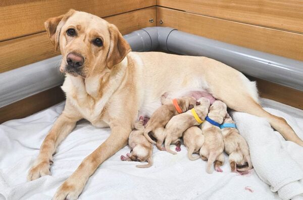 惠光導盲犬Syan喜獲6寶寶　為開路天使徵寄養家庭。（圖／翻攝自Facebook／惠光導盲犬學校）