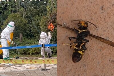 快訊/5台灣人在釜山「遭虎頭蜂攻擊」! 松島海上纜車蜂螫爆15傷