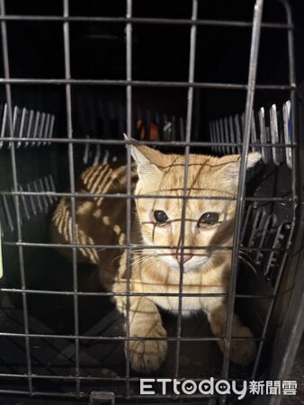 ▲▼謝姓男子持榔頭猛打躲在機車縫內的橘貓             。（圖／記者陳以昇翻攝）