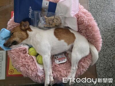 搜救犬Wilson爆被虐死?花蓮消防局公布遺骸照片、獸醫證明
