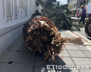 驚險畫面曝！金門中正國小葉南洋杉突橫倒路面　林務所緊急清運