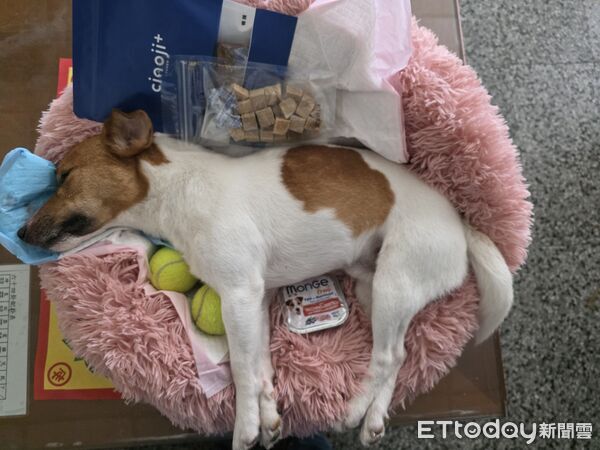 搜救犬Wilson爆被虐死？花蓮消防局公布遺骸照片、獸醫證明