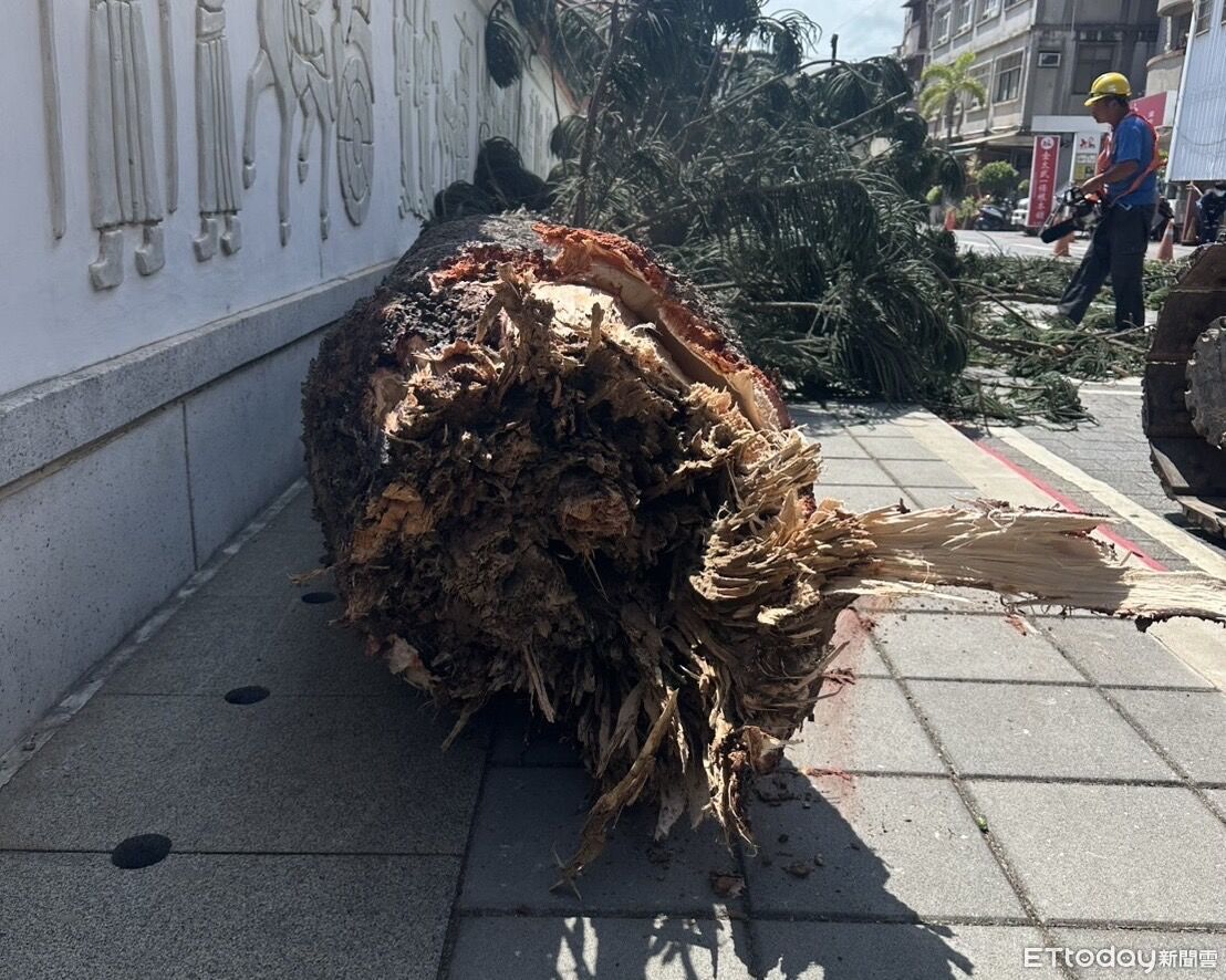 驚險畫面曝!金門中正國小葉南洋杉突橫倒路面 林務所緊急清運 | ETtoday社會新聞 | ETtoday新聞雲