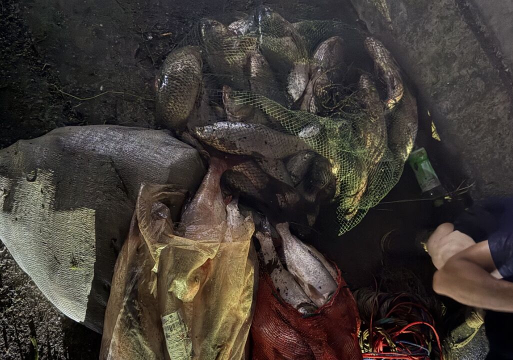 ▲河南周口沙潁河大批魚群現蹤，民眾趕往現場捕撈。（圖／翻攝極目新聞）