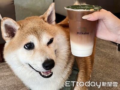 迷客夏迎「狗狗日」Logo改放約克夏 帶愛犬買鮮奶茶免費升大杯