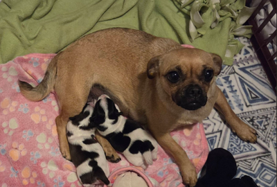 流浪巴哥犬生下「2隻黑白乳牛汪」　神秘身世引好奇：爸到底是誰