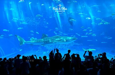 沖繩美麗海水族館超詳細攻略!門票交通到餵食秀時間全收錄
