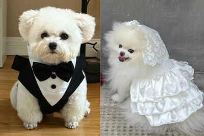 「寵物婚紗」一件1600元爆紅！　浙江寵物服飾年產量3000萬件