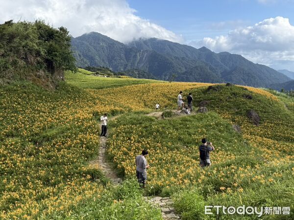 ▲▼花蓮富里鄉六十石山金針花盛開超過5成，已是最佳賞花時節。（圖／富里鄉公所提供，下同）