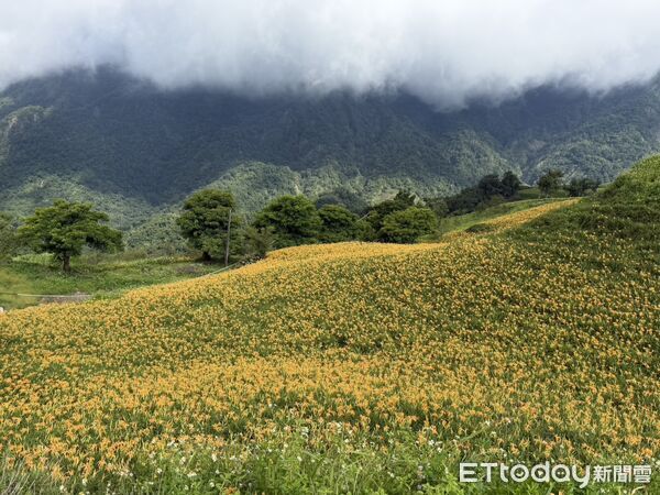 ▲▼花蓮富里鄉六十石山金針花盛開超過5成，已是最佳賞花時節。（圖／富里鄉公所提供，下同）
