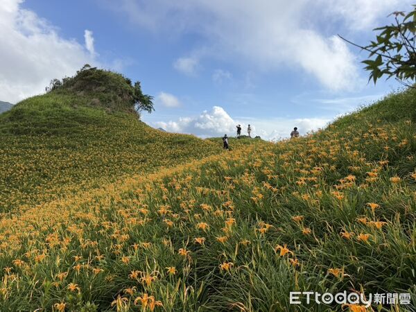 ▲▼花蓮富里鄉六十石山金針花盛開超過5成，已是最佳賞花時節。（圖／富里鄉公所提供，下同）