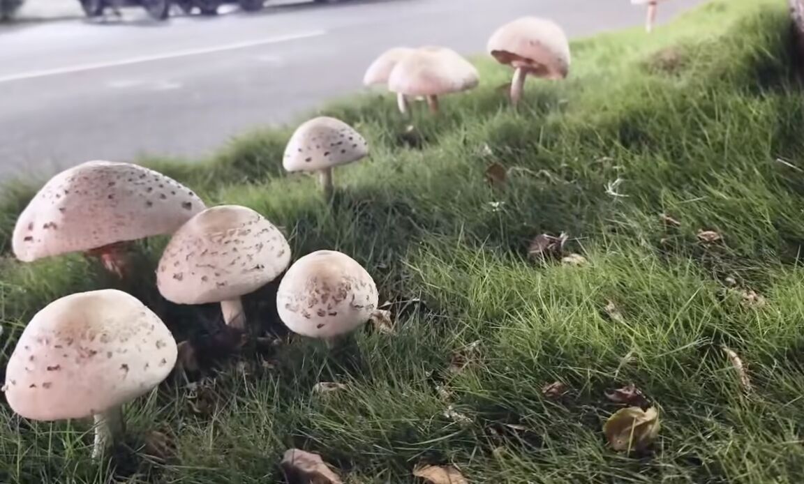 ▲▼鳳山區鳳南路分隔島再度長出有毒的「綠摺菇」。（圖／翻攝自FB/高雄美食地圖）