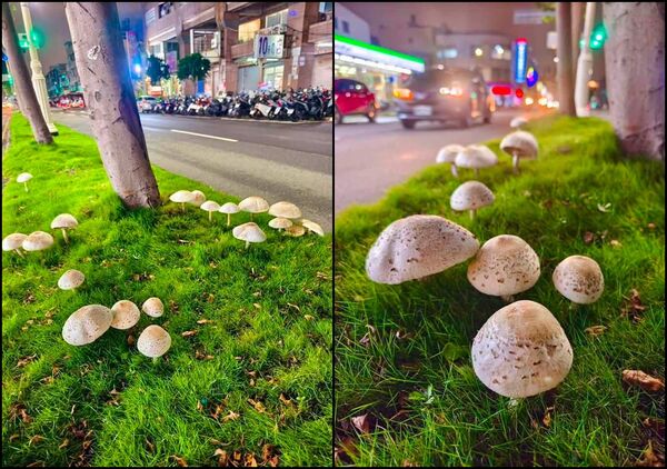 高雄安全島又長出「白色菇菇」　照片萌翻網：這塊地真的有肥
