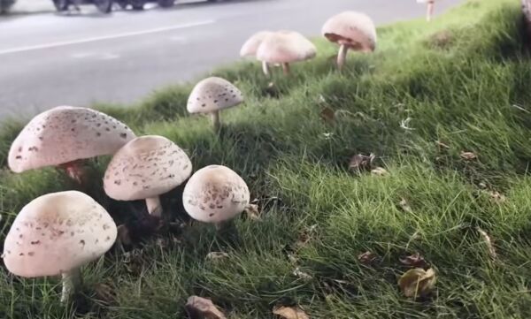 ▲▼鳳山區鳳南路分隔島再度長出有毒的「綠摺菇」。（圖／翻攝自FB/高雄美食地圖）
