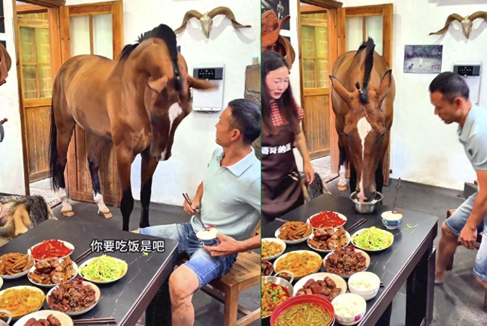 不是AI！一匹馬走到飯桌前「點頭討飯」 主人：花三年社會化訓練