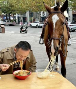 不是AI!一匹馬走到飯桌前「點頭討飯」 主人:花三年社會化訓練
