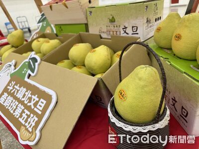 低溫害結果率低！斗六文旦減產2至3成　甜度反而更漂亮